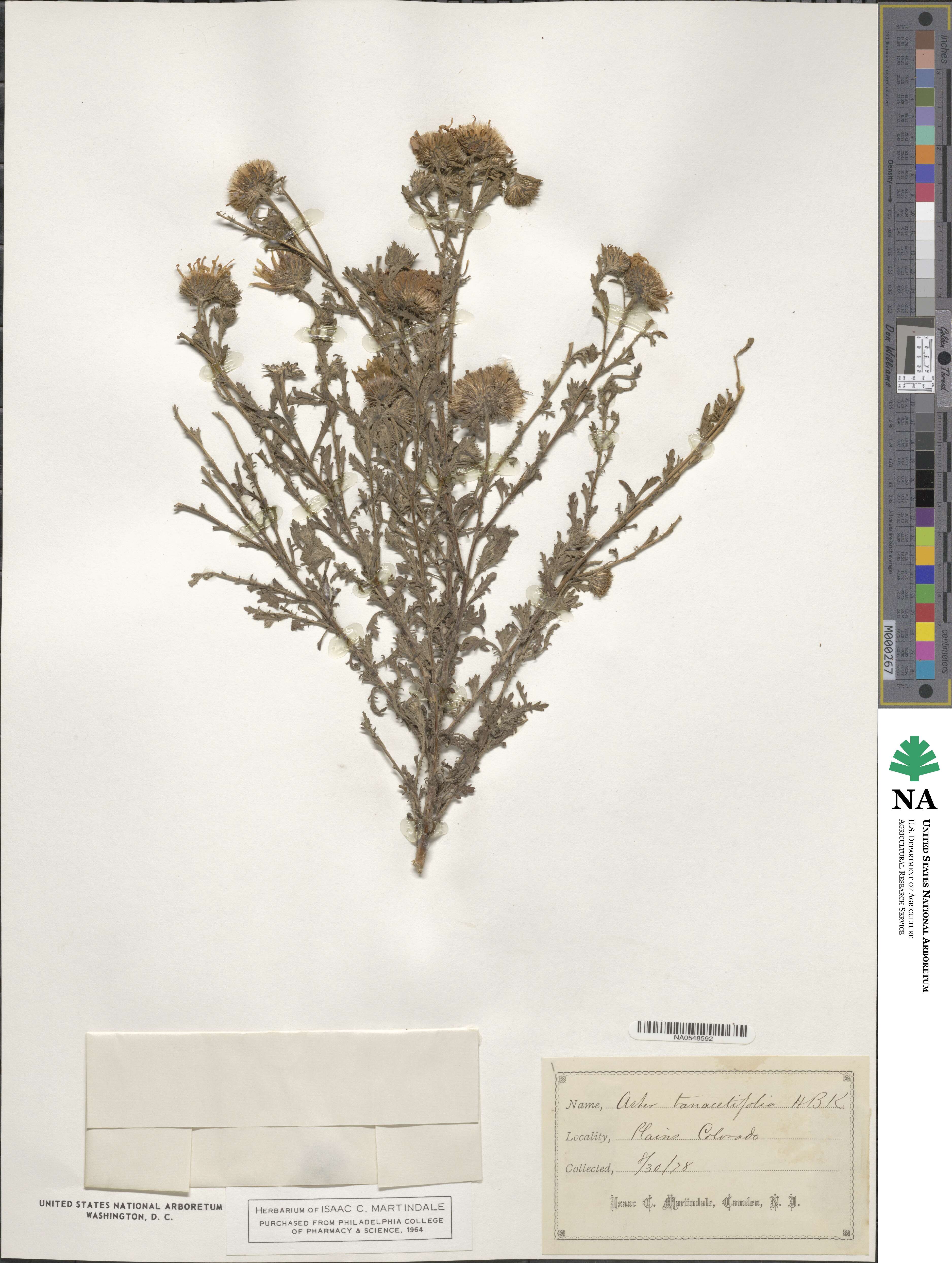Machaeranthera tanacetifolia image