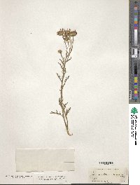 Machaeranthera tanacetifolia image