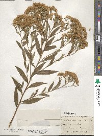 Doellingeria umbellata image