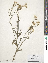 Aster tradescanti image