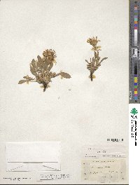 Aster integrifolius image