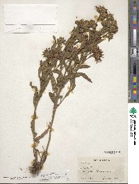 Aster integrifolius image