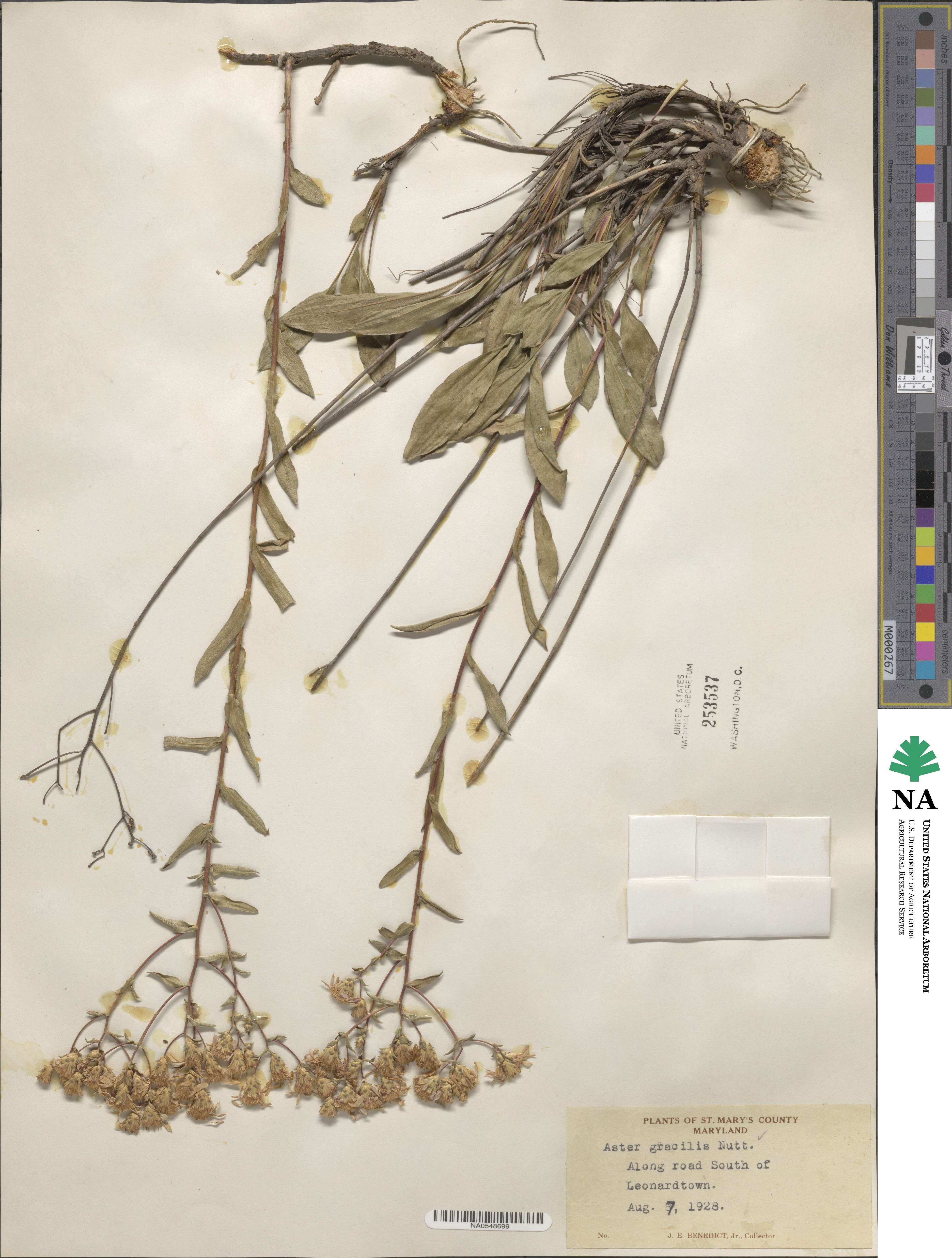 Eurybia compacta image