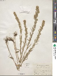 Symphyotrichum ericoides image