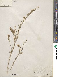 Symphyotrichum ericoides image