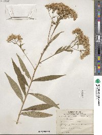 Doellingeria umbellata image