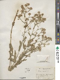 Aster laevis image