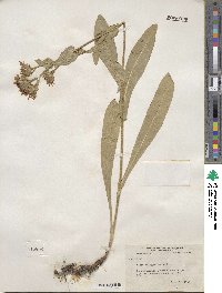 Aster integrifolius image