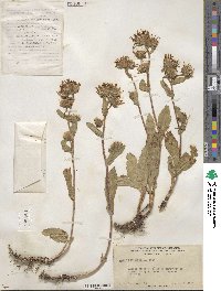 Aster integrifolius image