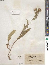 Aster integrifolius image