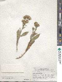 Aster integrifolius image