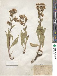 Aster integrifolius image