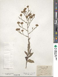 Aster laevis image