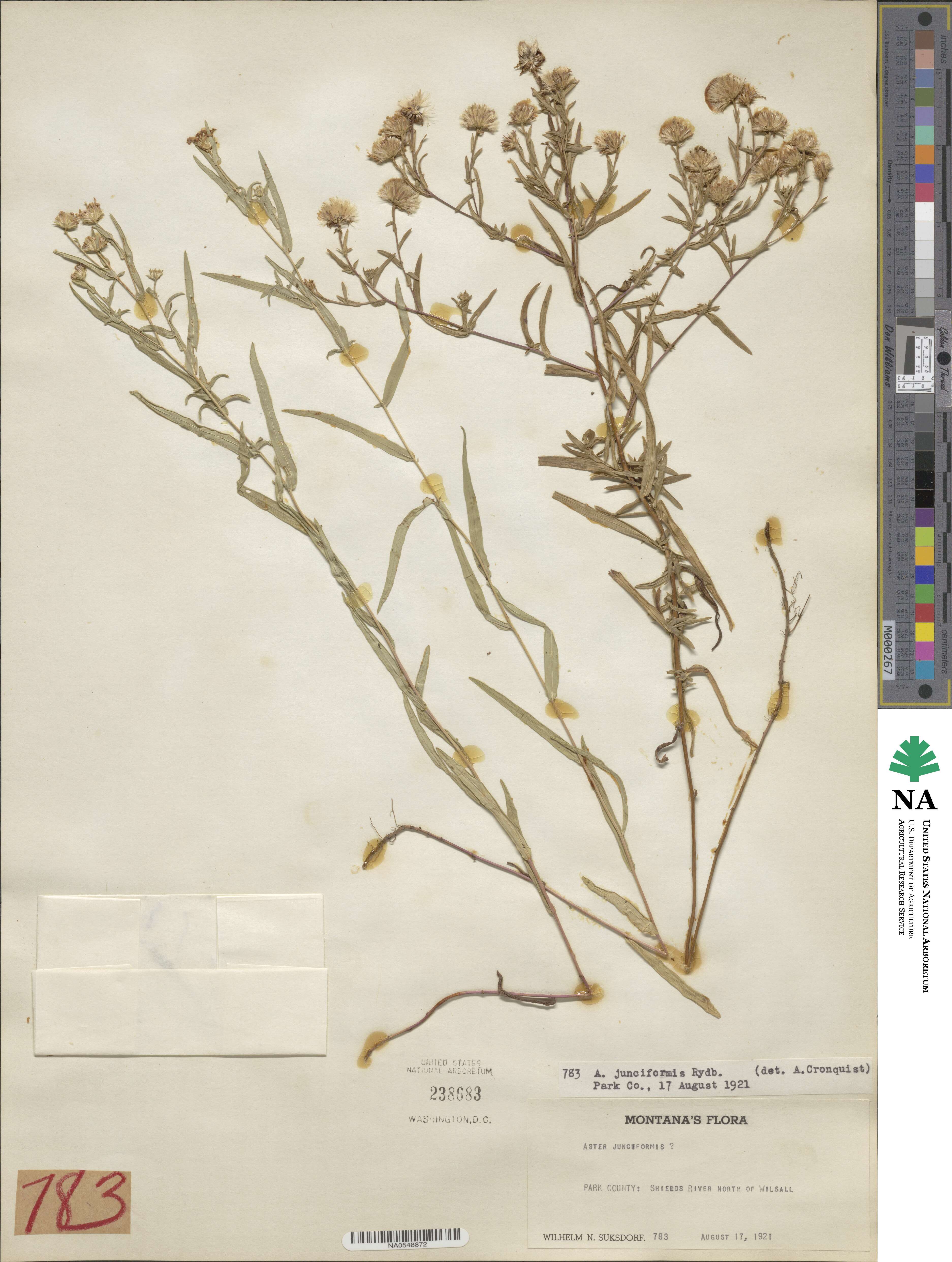 Symphyotrichum boreale image