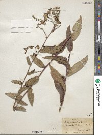 Aster laevis image