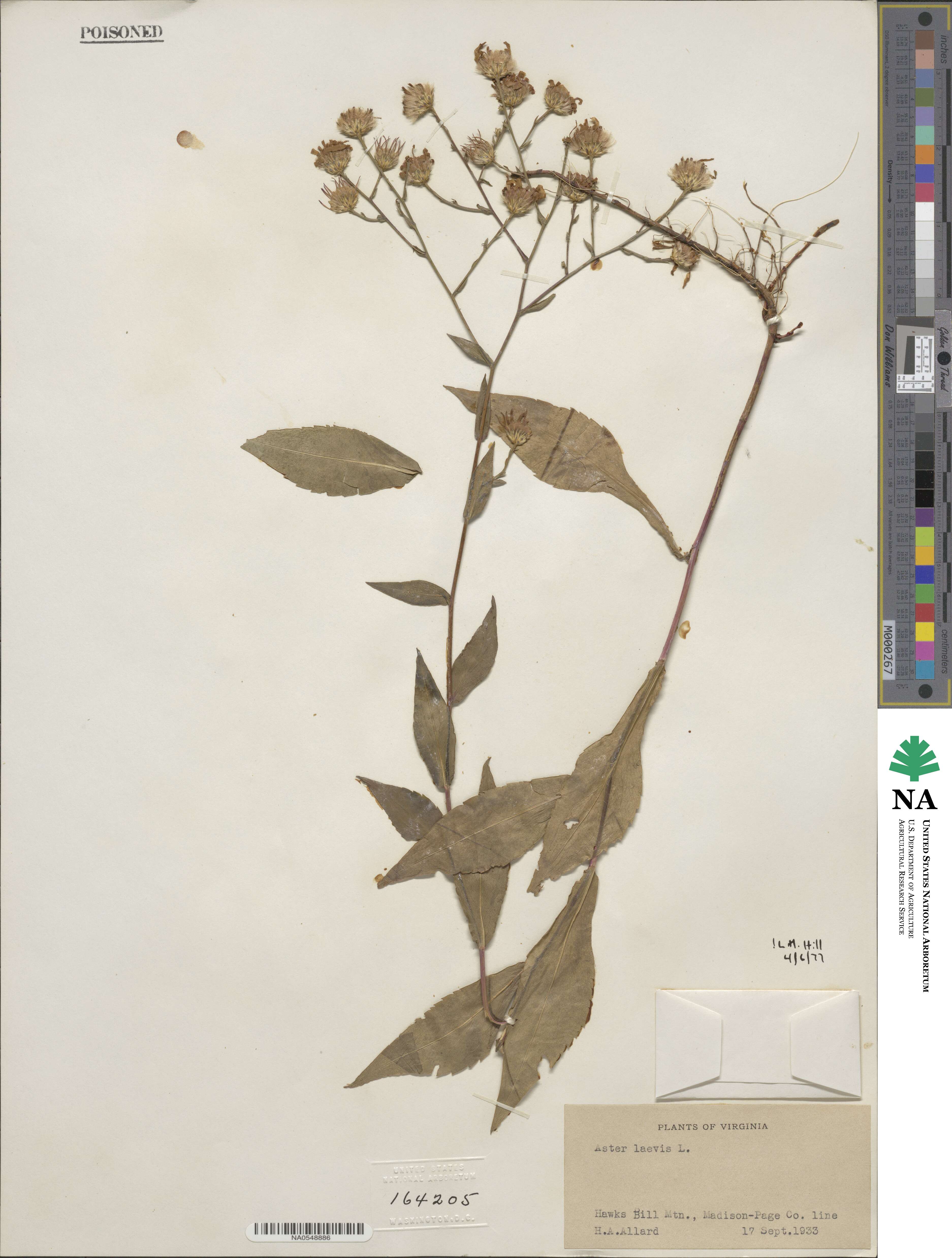 Aster laevis image