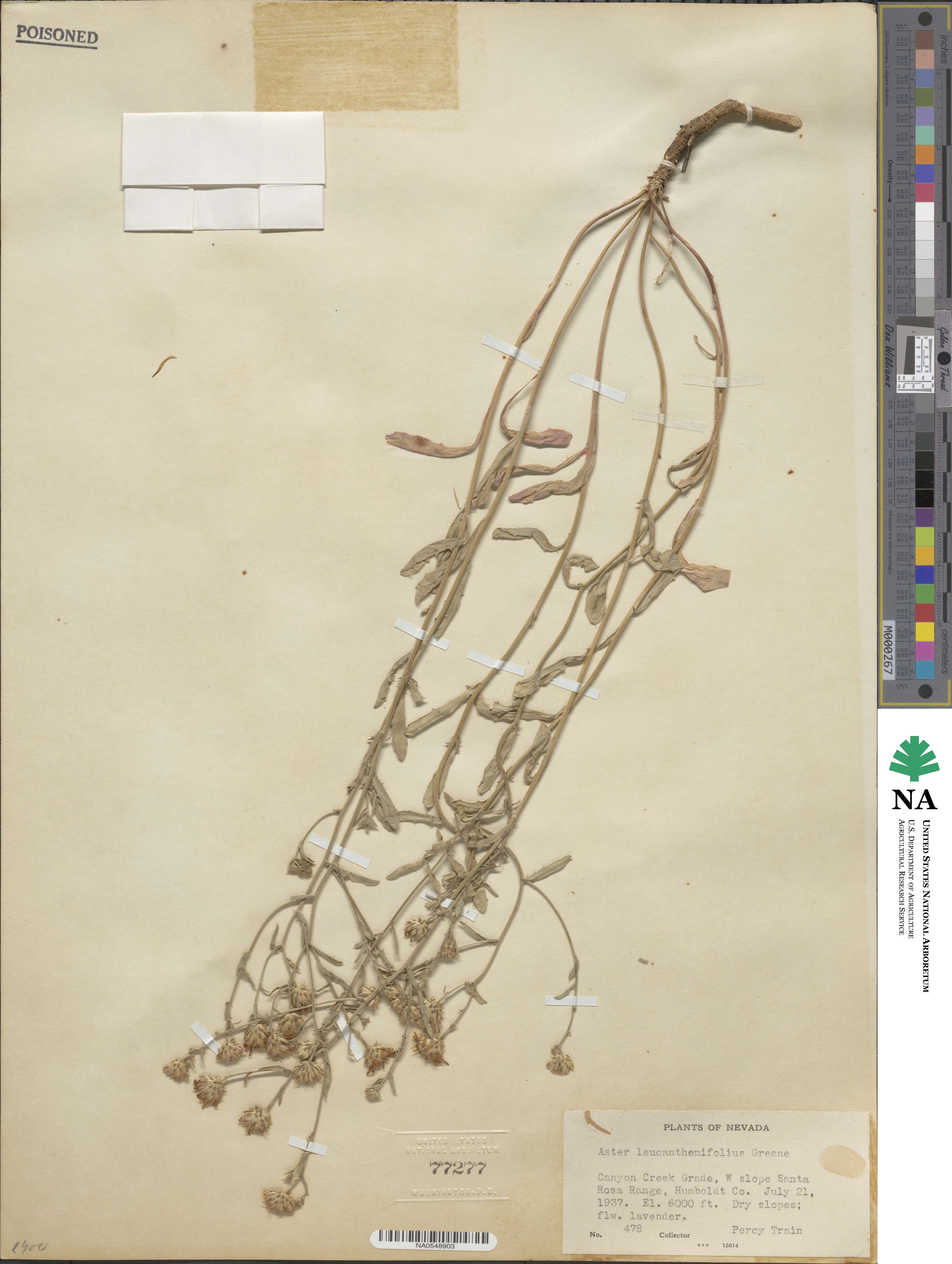 Dieteria canescens image