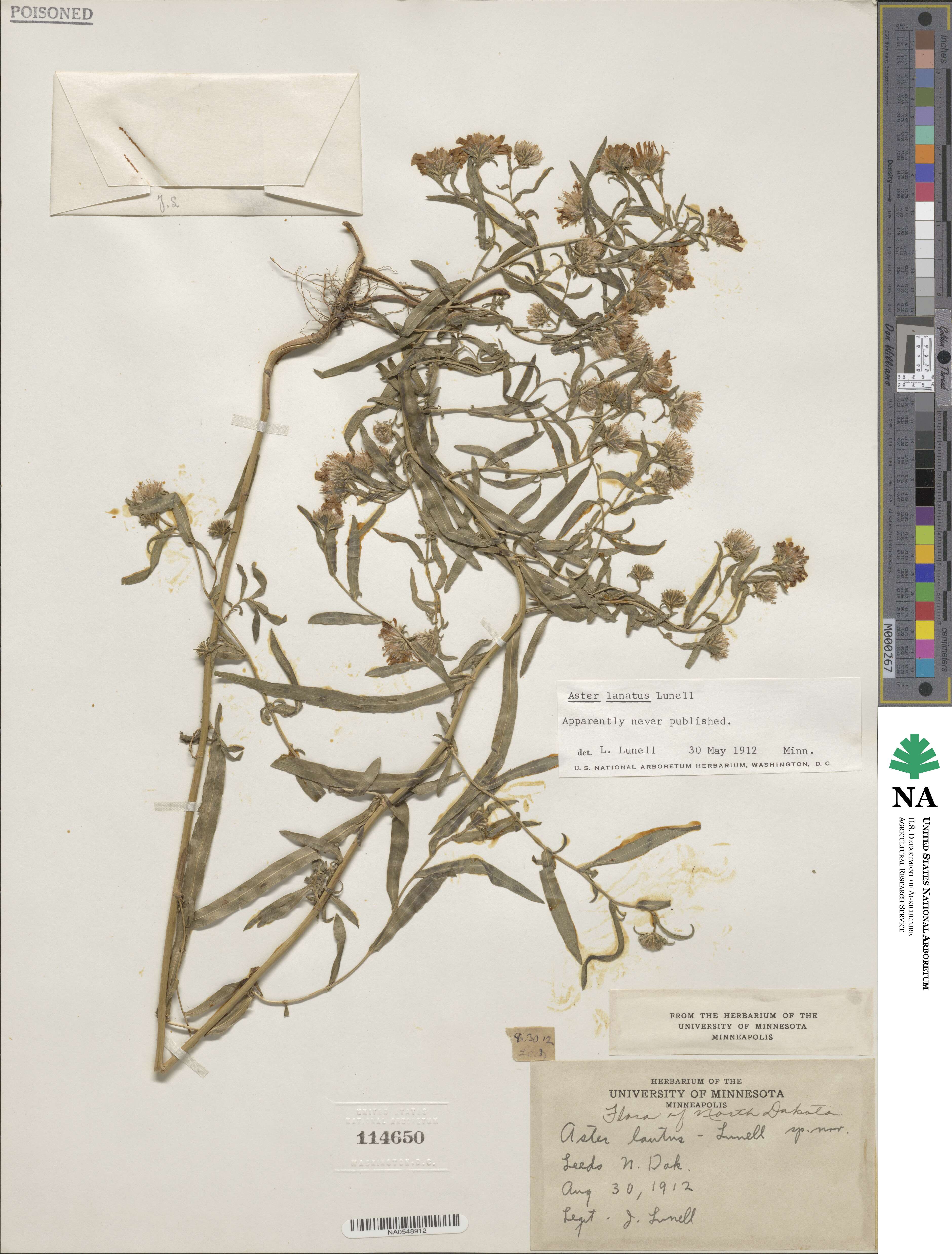 Haplopappus lanatus image