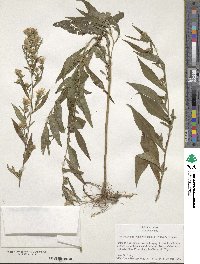 Aster lanceolatus image