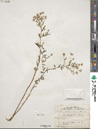 Symphyotrichum lateriflorum image