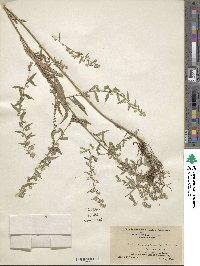 Symphyotrichum lateriflorum image