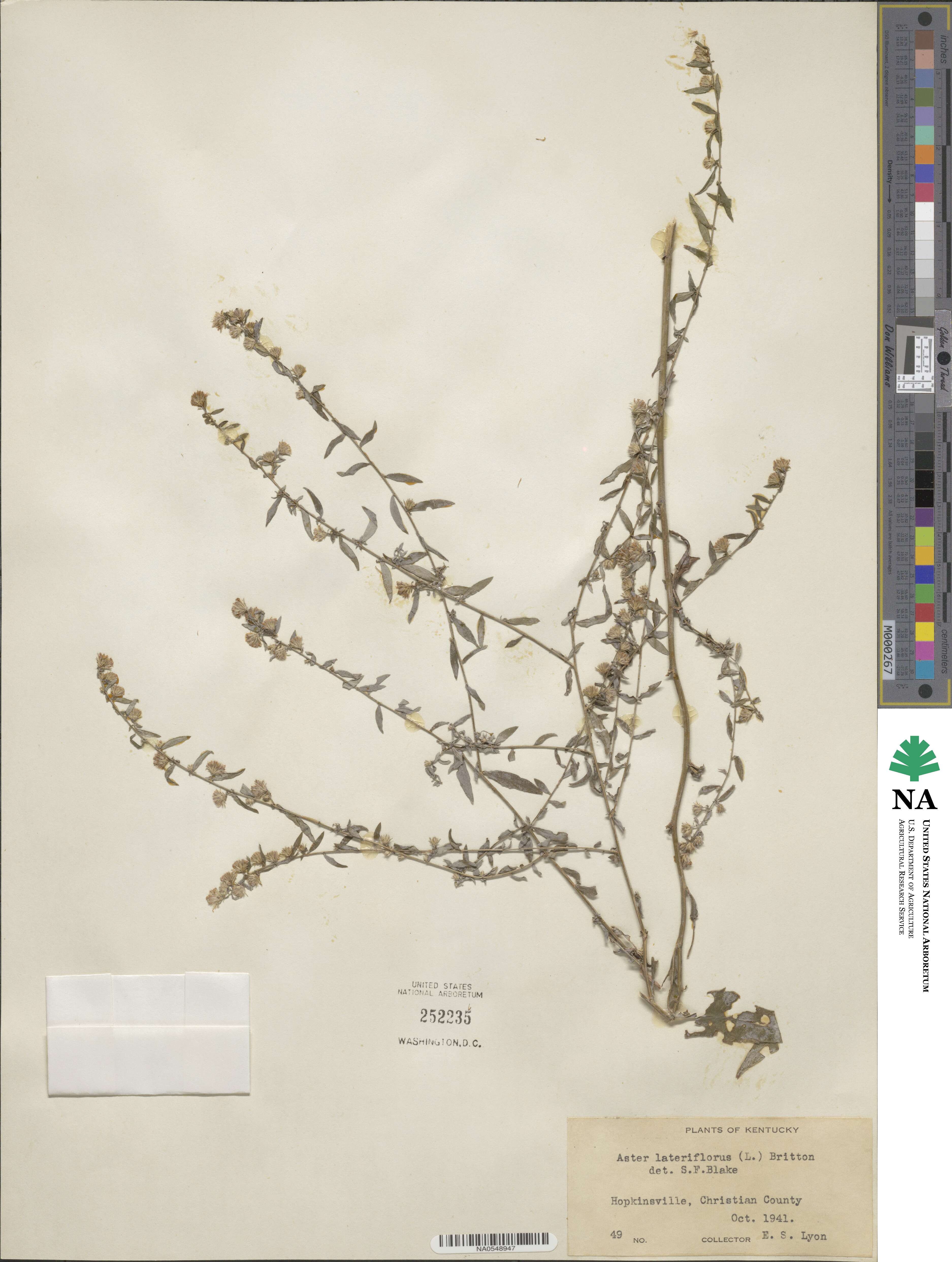 Symphyotrichum lateriflorum image
