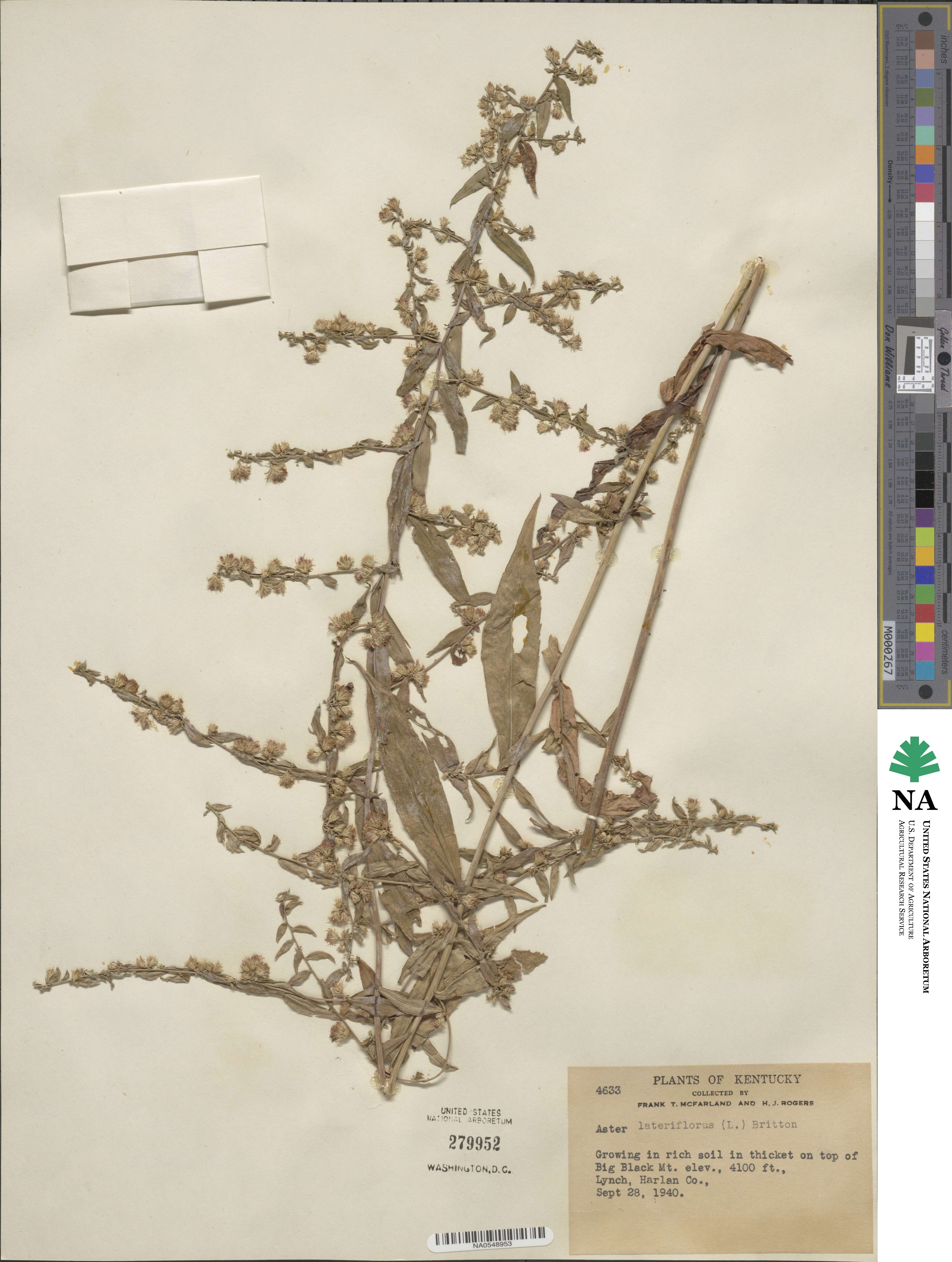 Symphyotrichum lateriflorum image