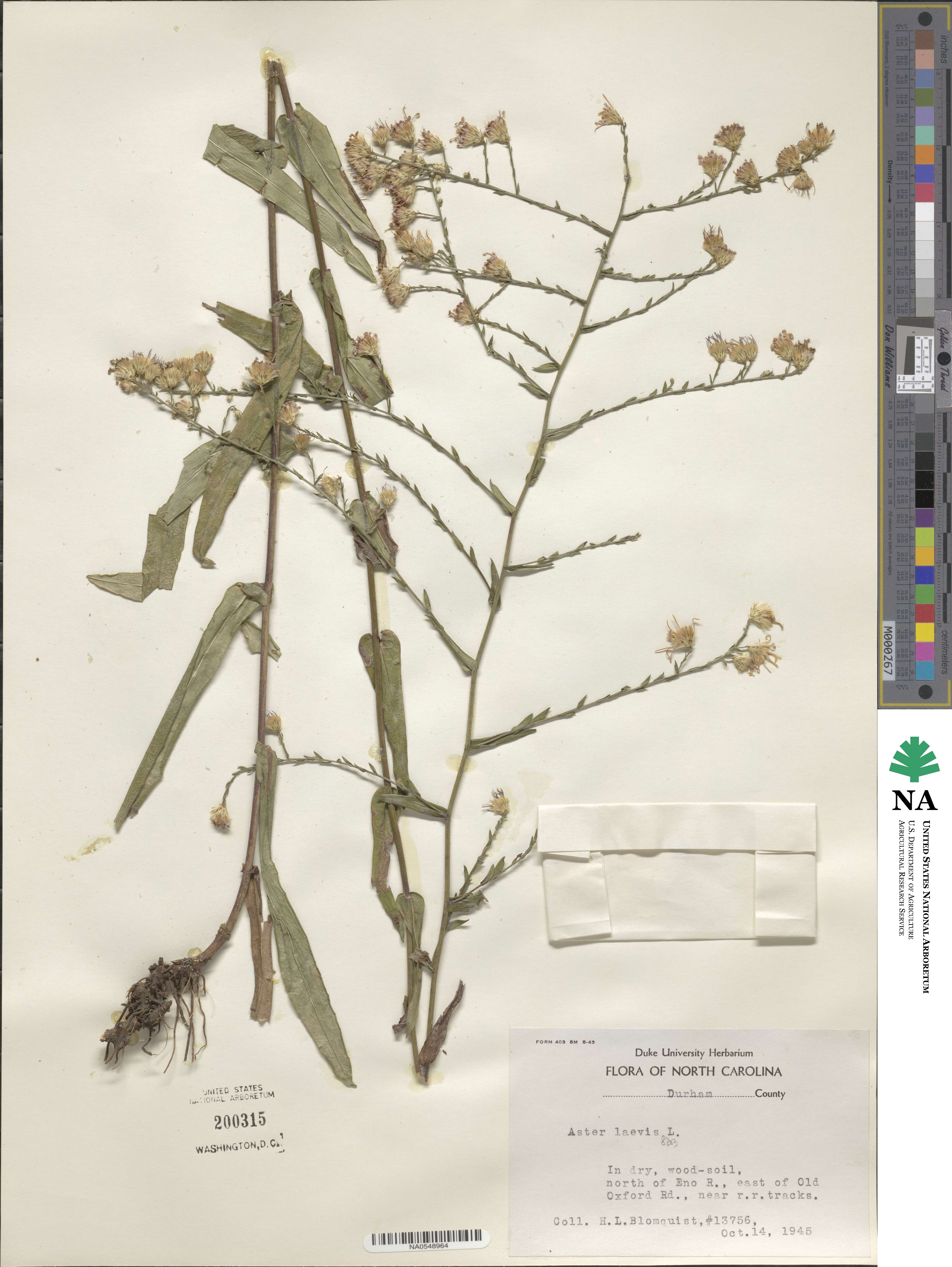 Aster laevis image