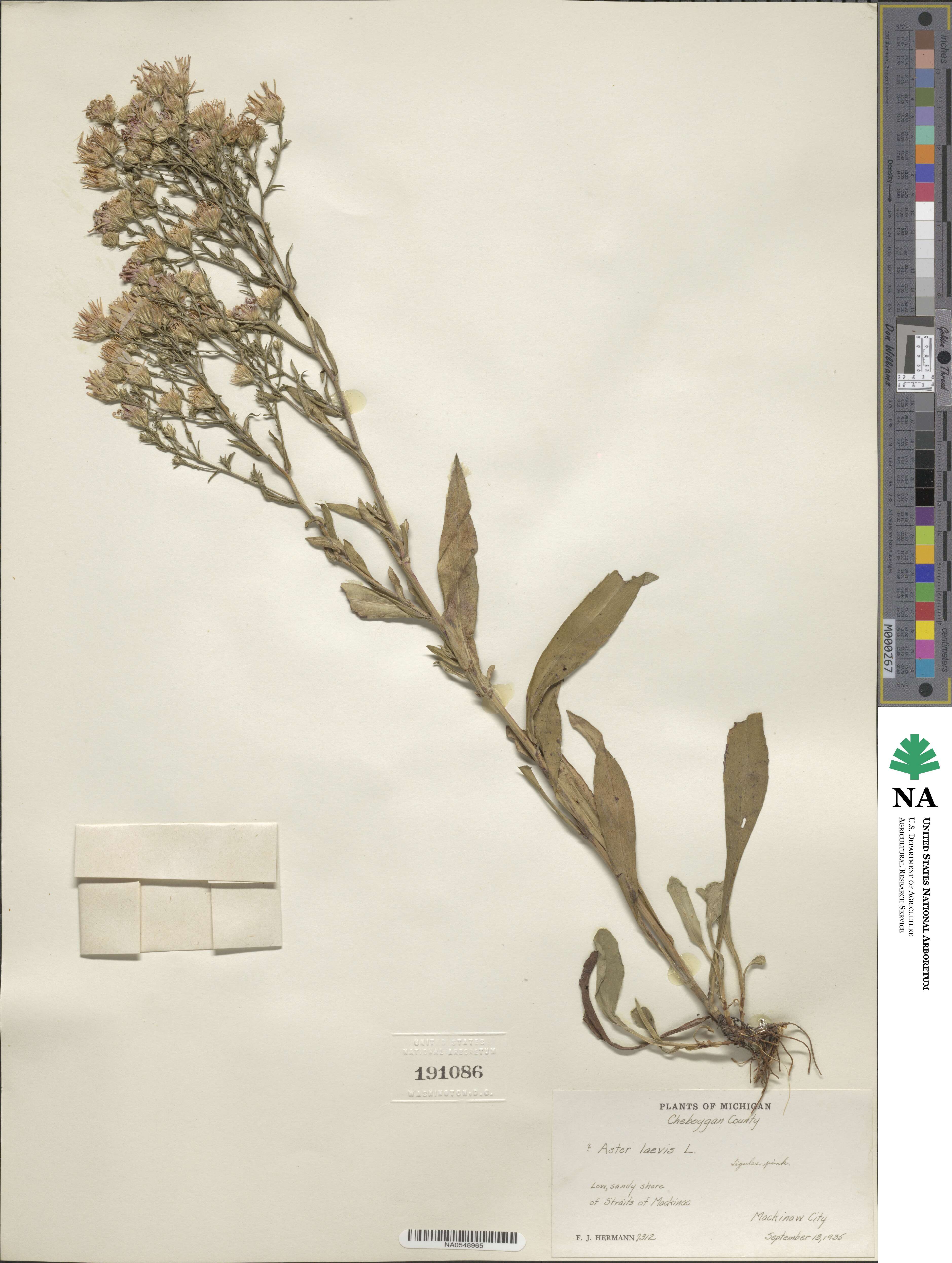 Aster laevis image