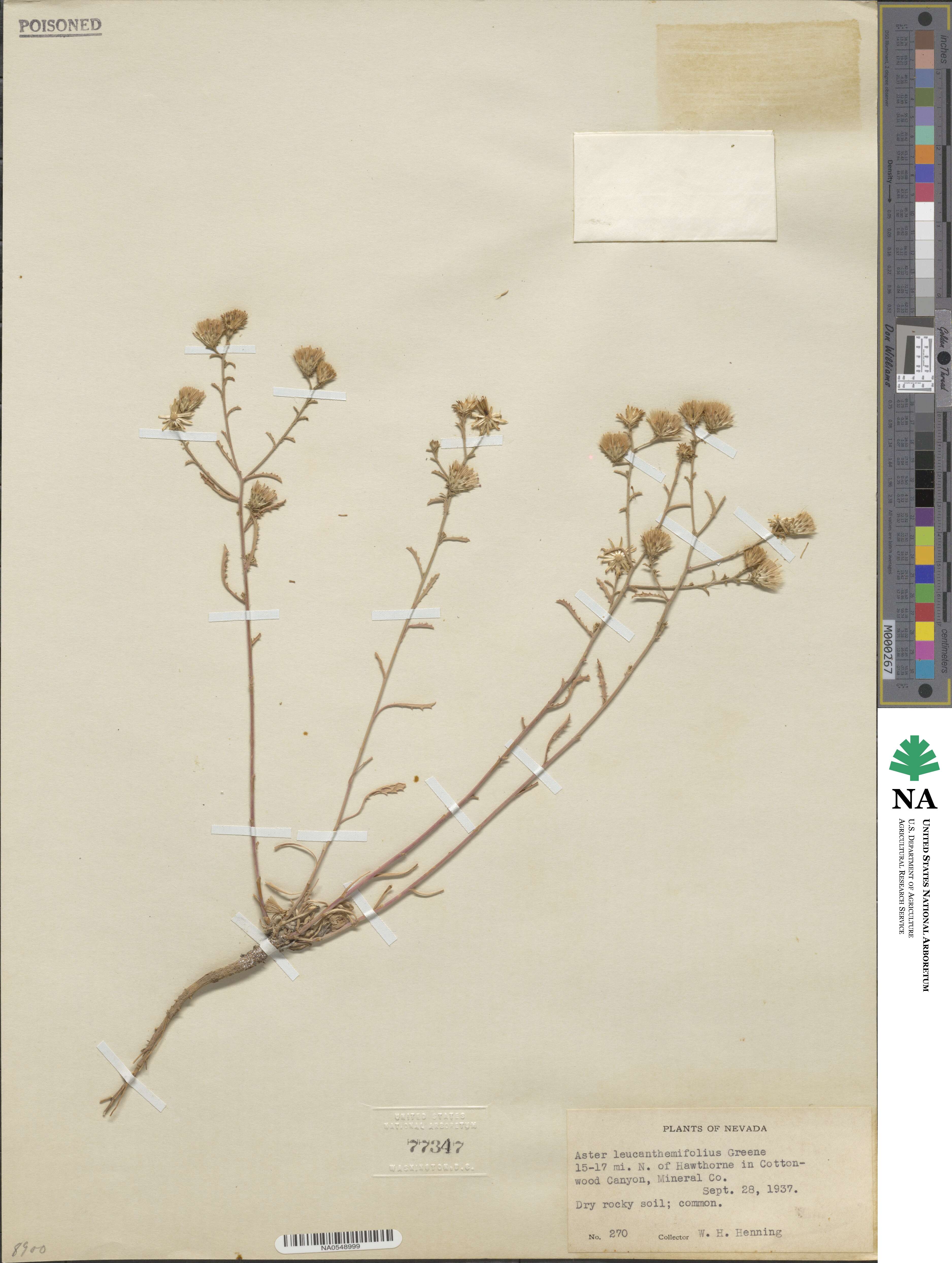 Dieteria canescens image