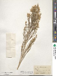 Baccharis angustifolia image