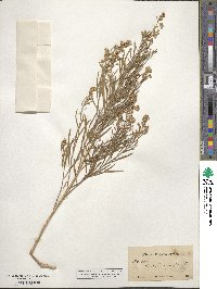 Baccharis angustifolia image