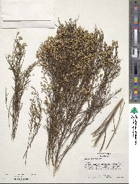 Baccharis angustifolia image