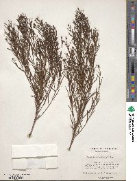 Baccharis angustifolia image