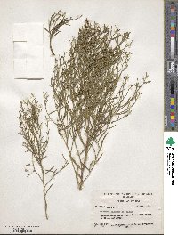 Baccharis angustifolia image