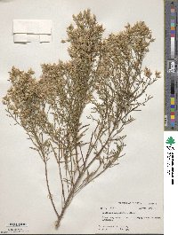 Baccharis angustifolia image