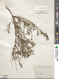 Baccharis angustifolia image