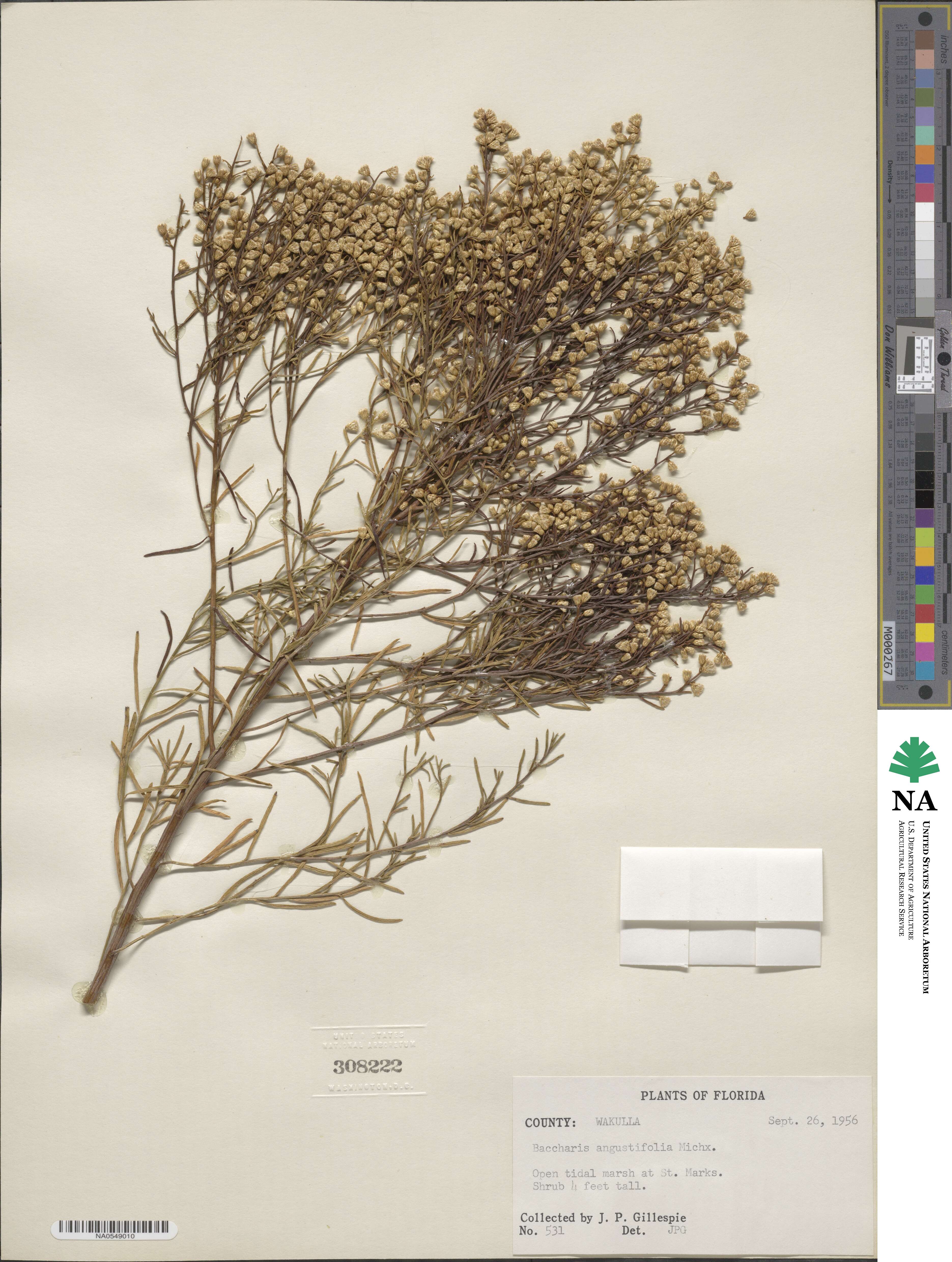 Baccharis angustifolia image