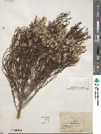 Baccharis angustifolia image