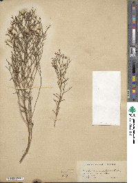 Baccharis angustifolia image