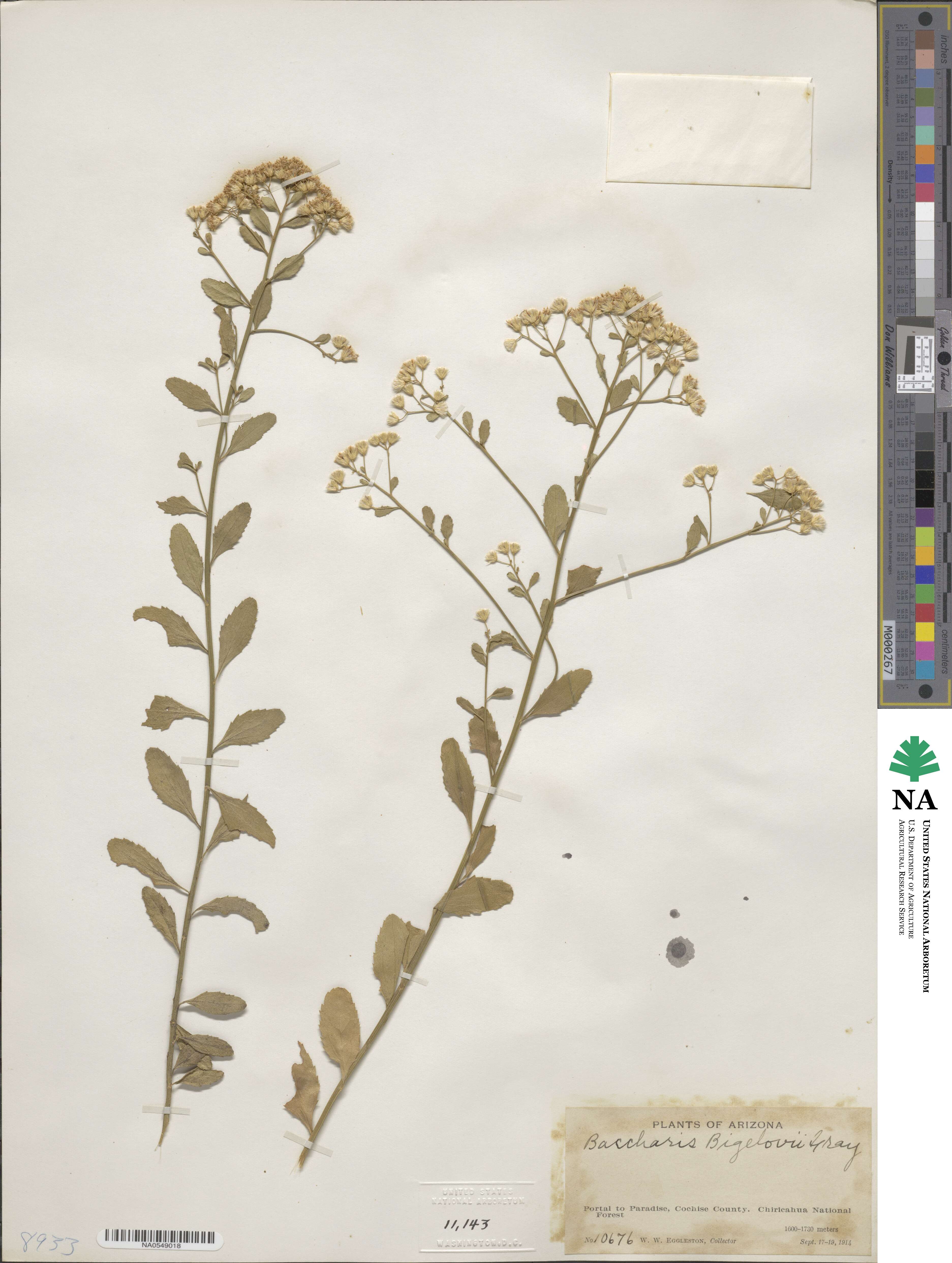Baccharis bigelovii image