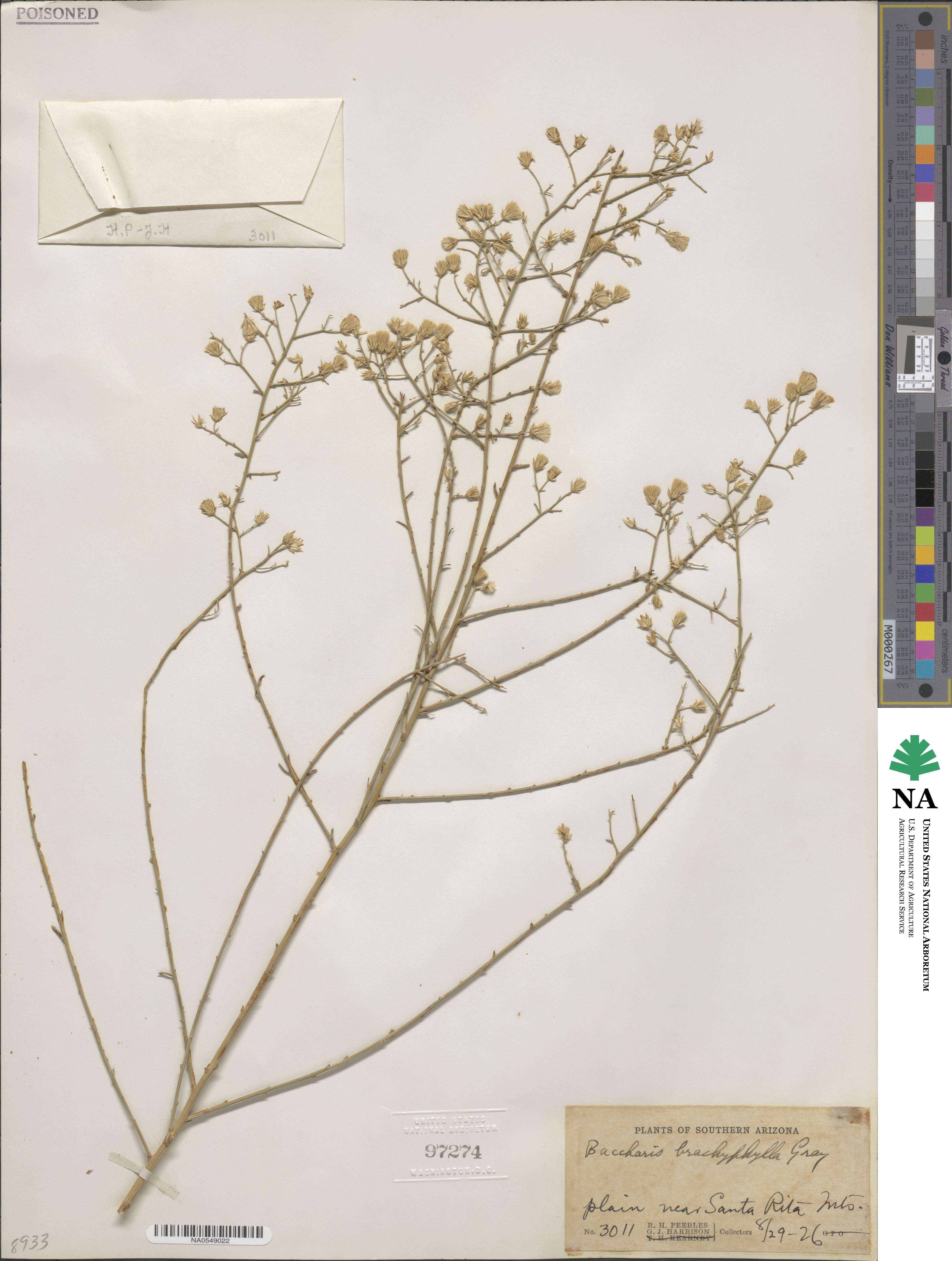 Baccharis brachyphylla image