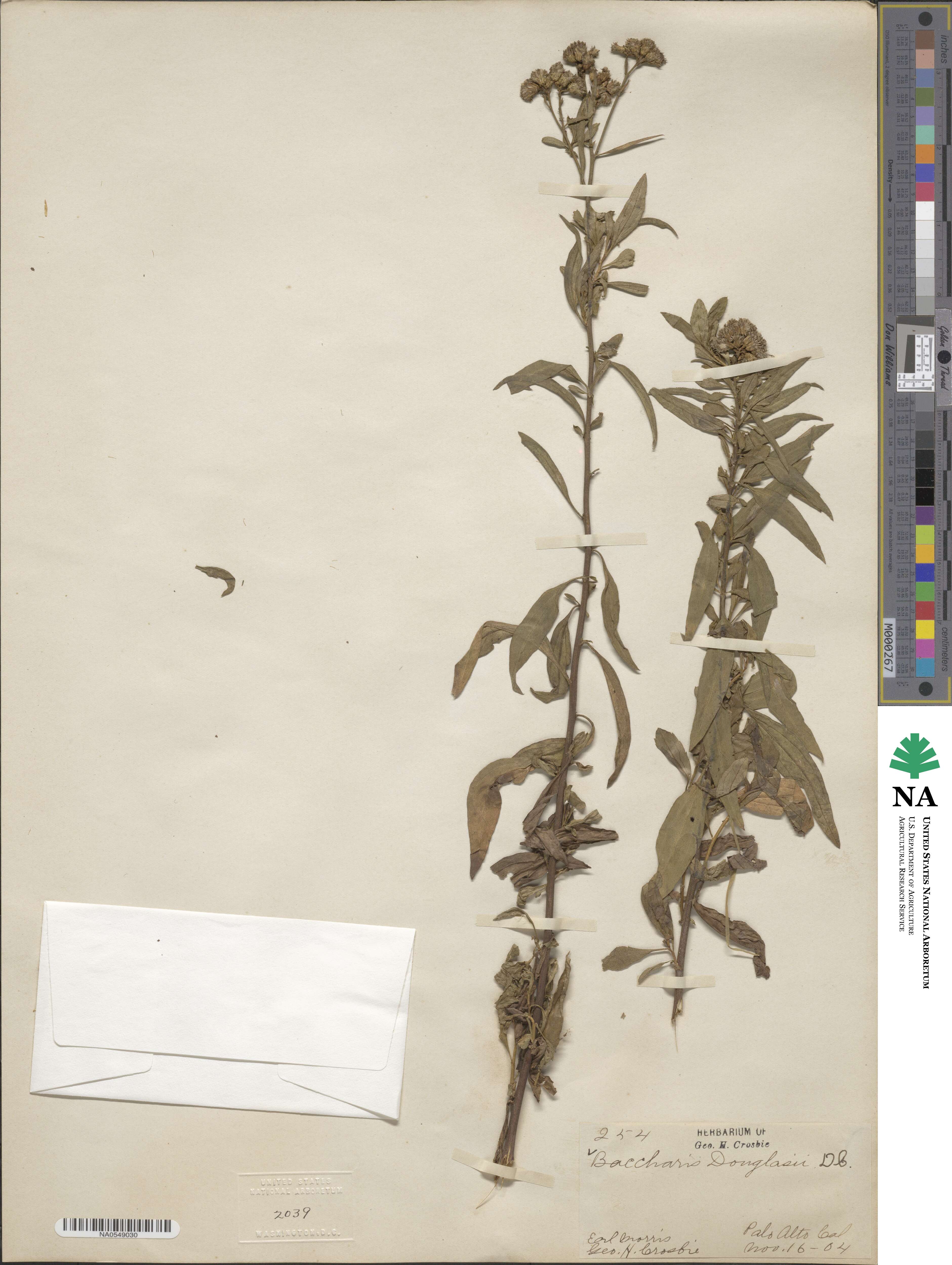 Baccharis douglasii image