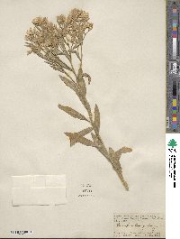 Baccharis salicina image