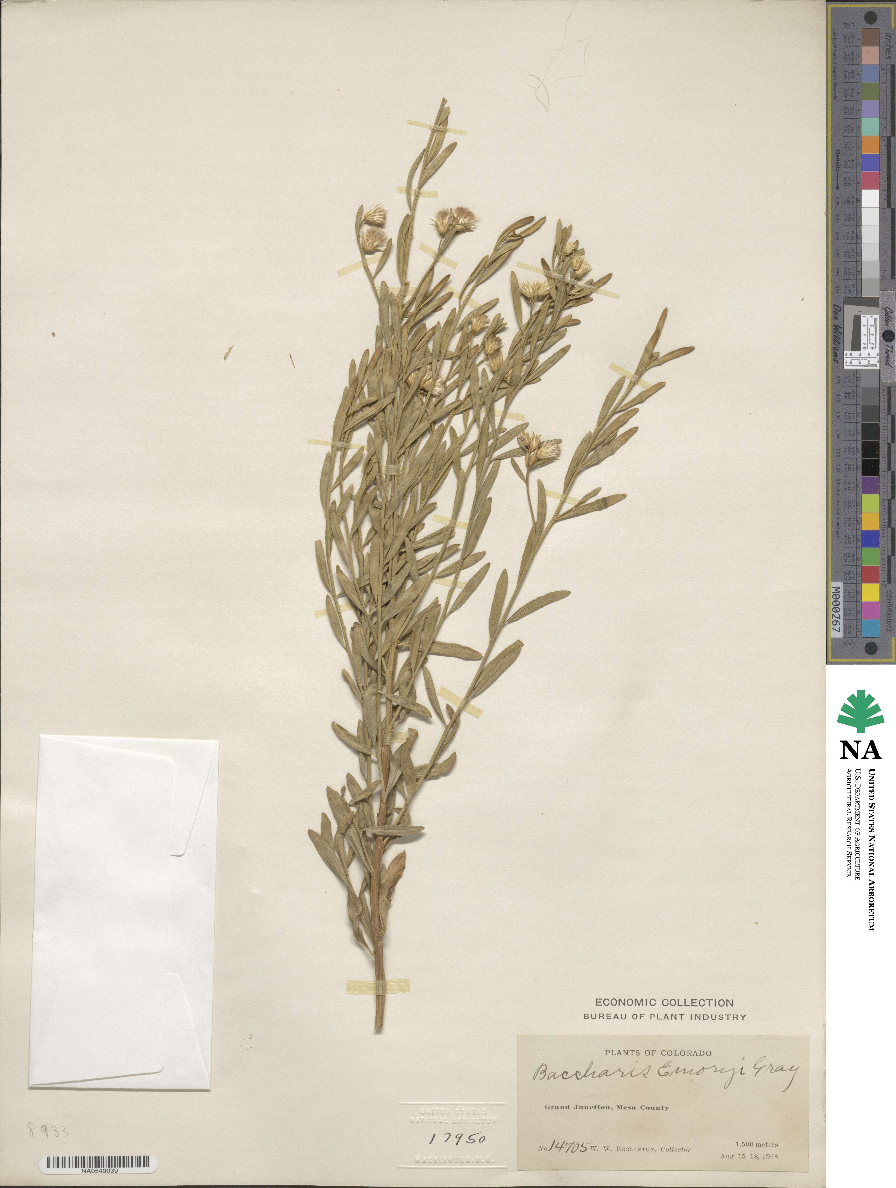 Baccharis salicina image