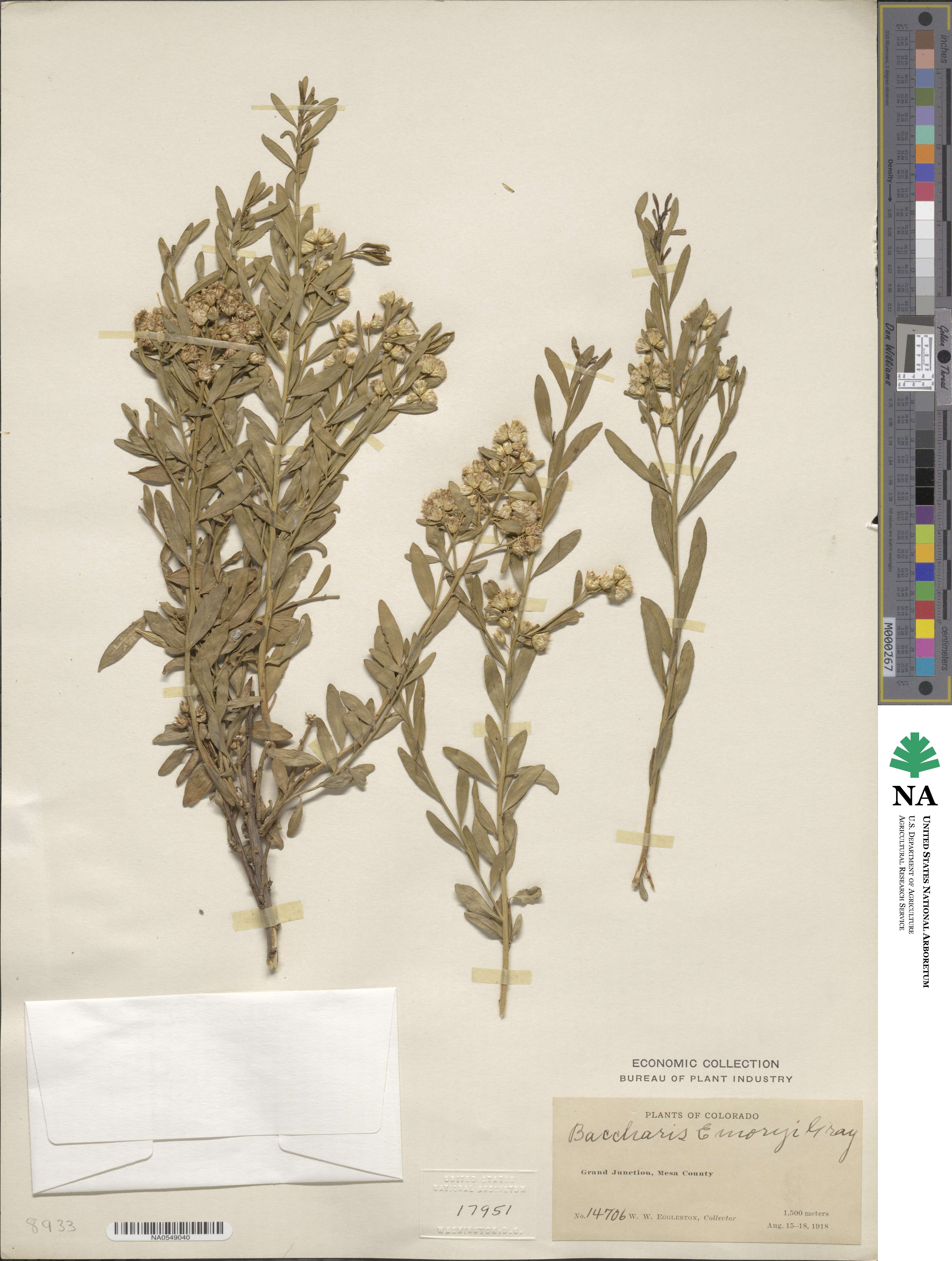 Baccharis salicina image