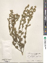 Baccharis glomeruliflora image