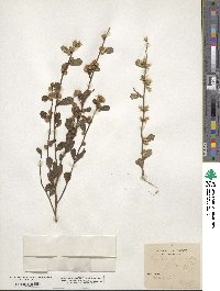 Baccharis glomeruliflora image