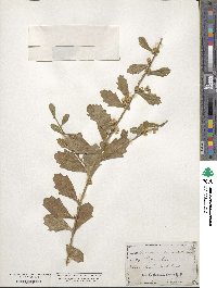 Baccharis glomeruliflora image