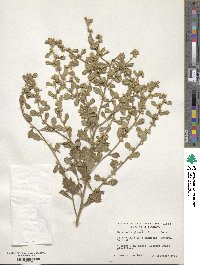 Baccharis glomeruliflora image